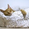 うつ病の原因は副腎疲労かもしれないという話