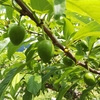 プラム・桃・りんごの摘果作業