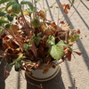ワイルドストロベリーの鉢植え