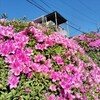 ツツジなら拙宅から至近の国道1号線切り通しに大規模な植え込みがあったのに