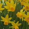 2025年3月の花と葉　ユキヤナギ、スイセン、フキ、オキザリス、シラー、ミズナ