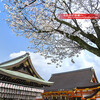 八坂神社の桜