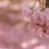 造幣局桜の通り抜け