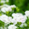 7月22日　大暑