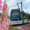 鮮やかなタチアオイ：今日は路面電車の日