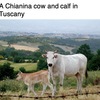 イタリアの肉料理１（世界の肉料理14）　　イタリアの肉料理は，そのバラエティ豊かな風味と食感で知られており，牛肉や豚肉がよく使われます．また，イタリア料理は，シンプルな調理と味付け，素朴な外観，新鮮な食材，地方の特産品でも知られています．　ビステッカ・アッラ・フィオレンティーナ，ポルペッテ（ミートボール），アロストティチーニ（子羊の小さな串焼き）などがよく知られています．