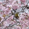 メジロさんと山桜🐕️