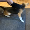 ビーグル犬