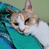 18歳のおばあちゃん猫の食欲がすごい件