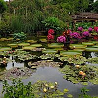 オオオニバスとは 動植物の人気 最新記事を集めました はてな オオオニバスとは 動植物の人気 最新記事を集めました はてな