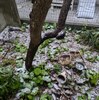 ３．１９（水・雪／晴れ）何が何だか分からない・・。ＦＸ、ＬＣ．