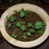ナスタチュームの新芽が出ました♪