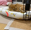 柴犬「きび」が来てから71日目【見るとチロっと見てくる】