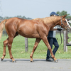 ついでに、１歳馬近況です。