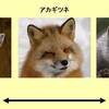 動物の大きさの三大規則：web動物図鑑
