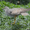 また、近くの県へ鳥を見に行った日記。（２０２１　０５１２）その４。