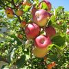 Letnie przycinanie jabłoni