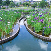 堀切菖蒲園（葛飾区）　花菖蒲で心をととのえる