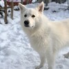 今日はサボり