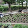 花壇の定植作業