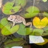 【庭のスイレン鉢にヌマガエル　冷凍餃子の進化にびっくり】