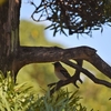 君の名は？…蝶と野鳥編