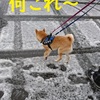 初めての雪、だよ