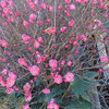 【寒さに負けずに梅の花が満開です‼︎】…市内の植物探索（25）