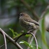 ムナフトゲハシミツスイ(Striated Thornbill)