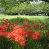 台田運動公園の彼岸花（東京都清瀬市）