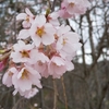 今年の桜