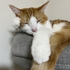 招き猫風！？茶白の🐯猫ちゃん。