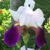 ジャーマンアイリスの花