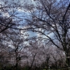 高岡古城公園の桜