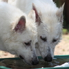 森の家の水遊び