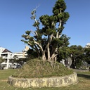 fujita244の安里川周辺日記