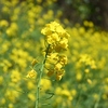 菜の花