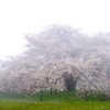 箱根園の桜