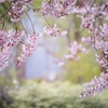 学び舎の桜