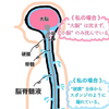 脳脊髄液が流れていない