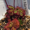 Drosera admirabilis