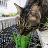 猫草、実りの春