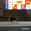 近隣繁華街のねこさん