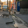 近隣繁華街のねこさん