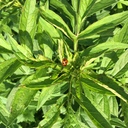 HerbOil’s blog