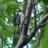 15  Downy Woodpecker