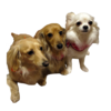 虹の橋を渡ってしまったわんこ達の天使になった画像です。