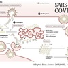 SARS関連コロナウイルスの生物学