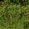 Muehlenbeckia complexa　ワイヤープランツ