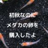 残暑が厳しい9月ならメダカの卵を孵化させても大丈夫
